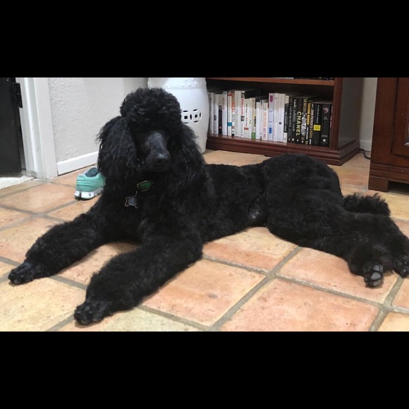 Meet your Posher, Clint - Picture 1 of 1